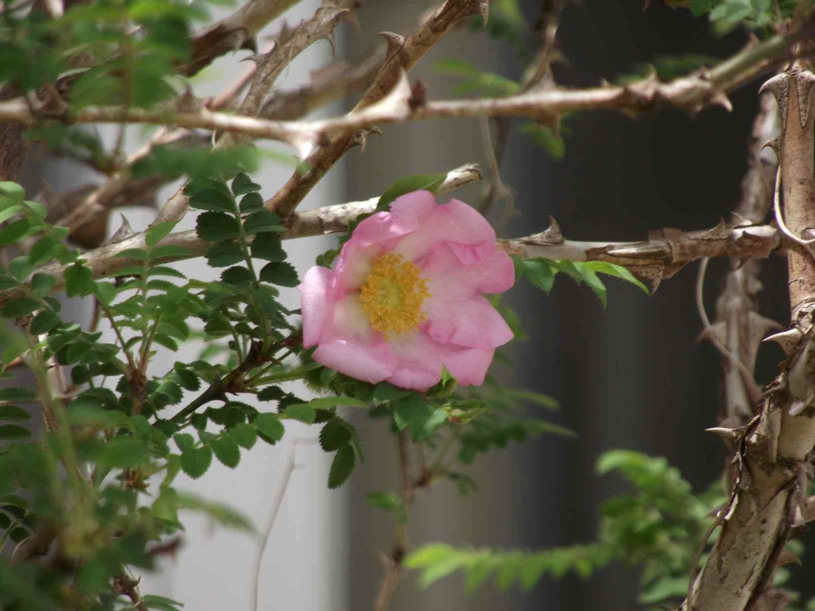 DSCF7535