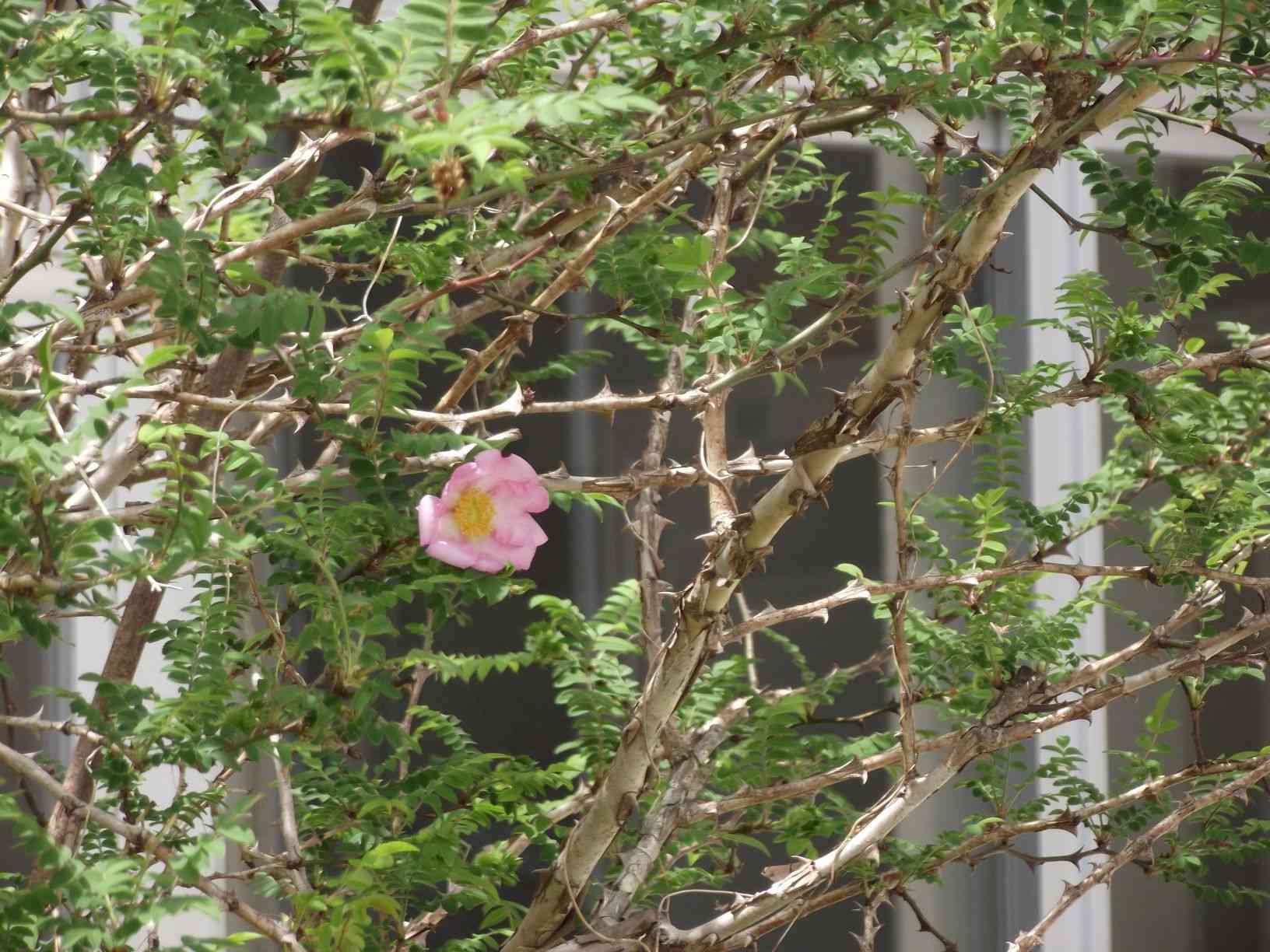 DSCF7536